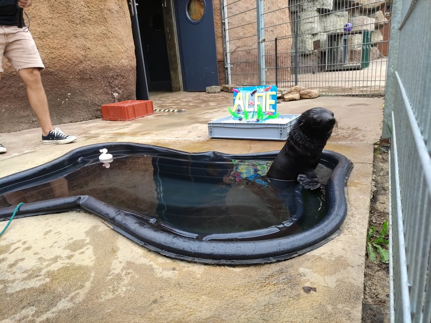 Nowy mieszkaniec Zoo Wrocław to kotik afrykański. Otrzymał imię Alfie