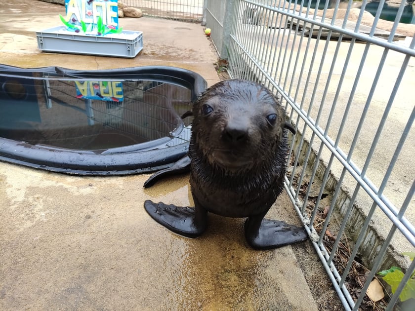 Nowy mieszkaniec Zoo Wrocław to kotik afrykański. Otrzymał imię Alfie