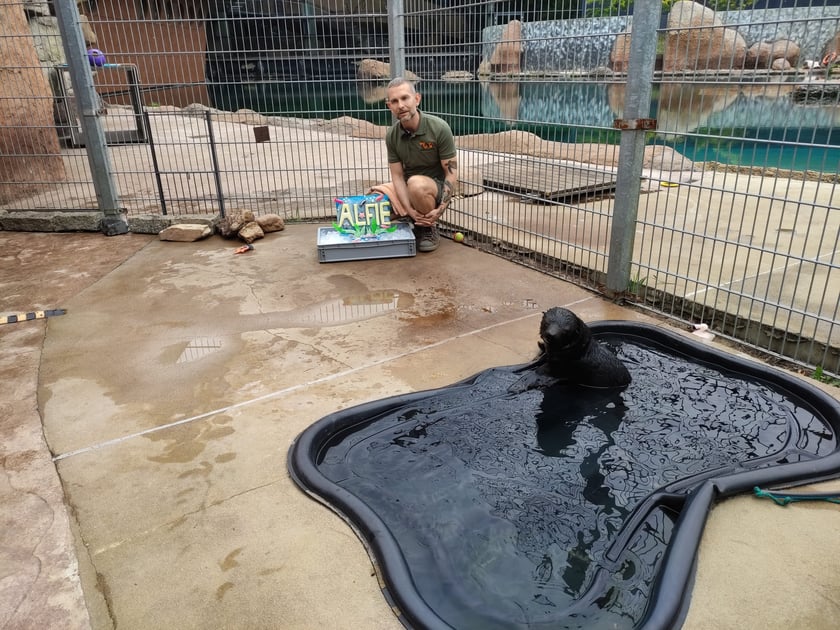 Nowy mieszkaniec Zoo Wrocław to kotik afrykański. Otrzymał imię Alfie