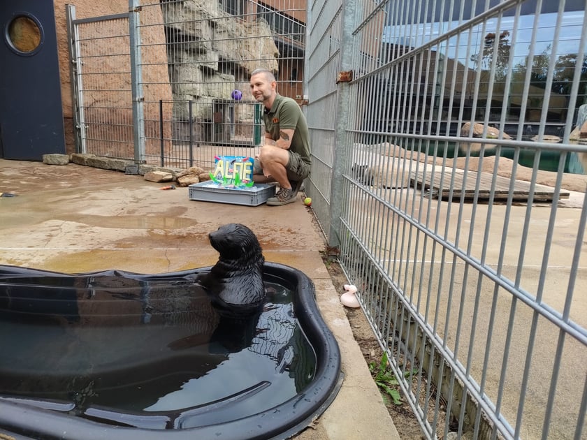 Nowy mieszkaniec Zoo Wrocław to kotik afrykański. Otrzymał imię Alfie