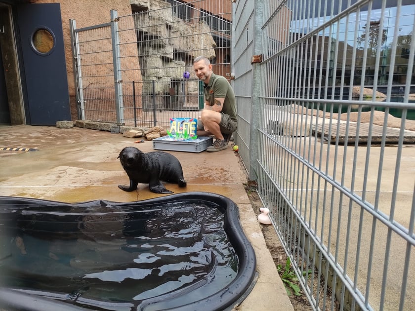 Nowy mieszkaniec Zoo Wrocław to kotik afrykański. Otrzymał imię Alfie