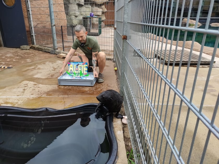 Nowy mieszkaniec Zoo Wrocław to kotik afrykański. Otrzymał imię Alfie