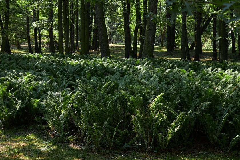 park Wschodni Wrocław