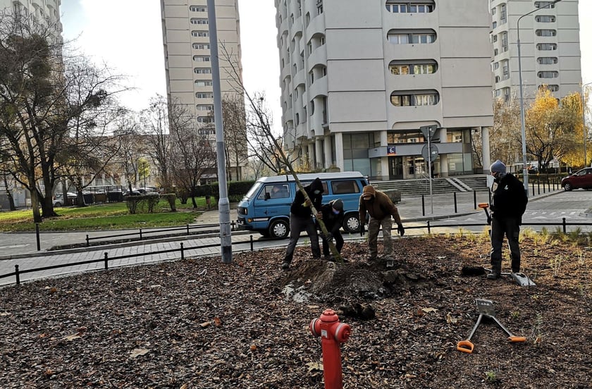 Przed nami nowe jesienne nasadzenia we Wrocławiu. Gdzie? / zdjęcie ilustracyjne