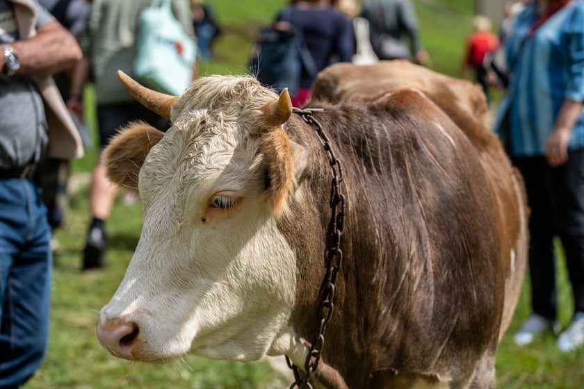 FoodSHIFT 2030: spotkanie projektowe w Rumunii