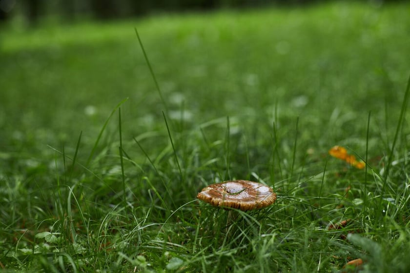 Park Strachowicki kusi spokojem i pięknymi stawami