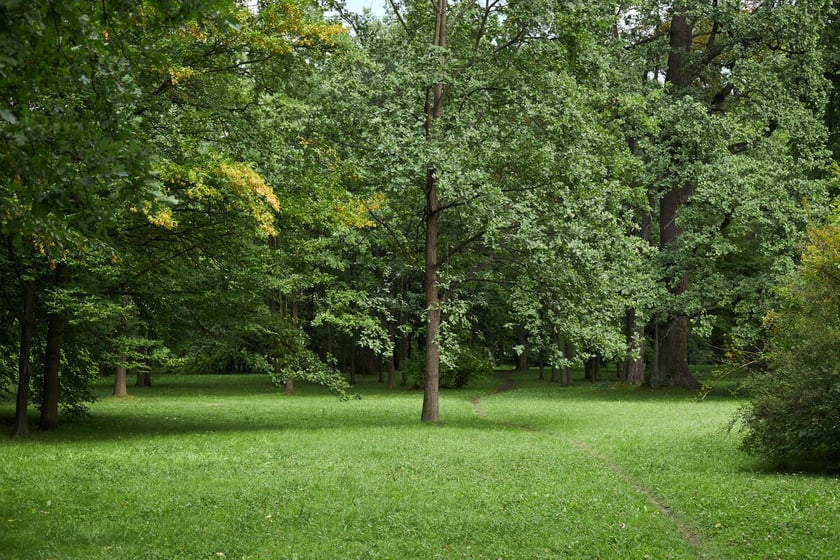 Park Strachowicki kusi spokojem i pięknymi stawami