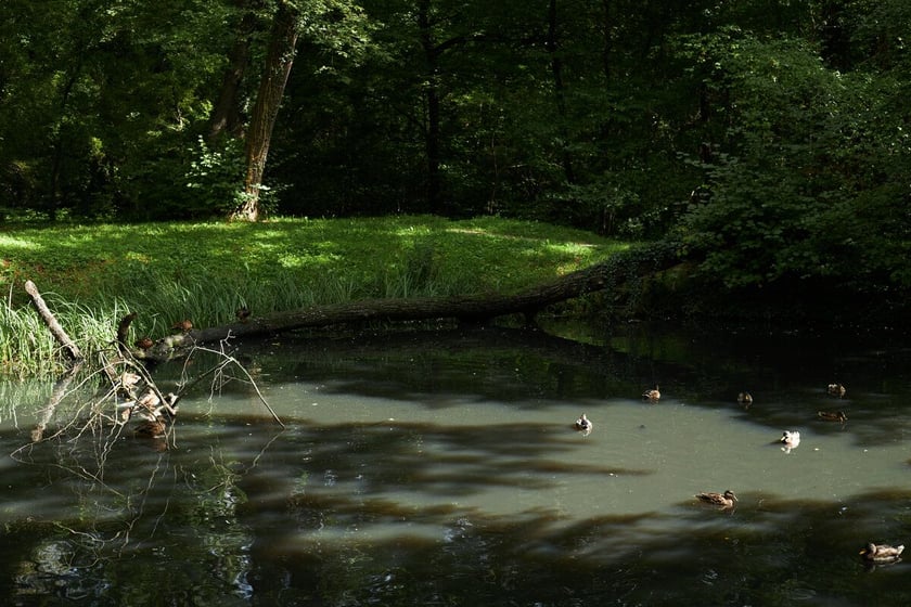 Park Strachowicki kusi spokojem i pięknymi stawami