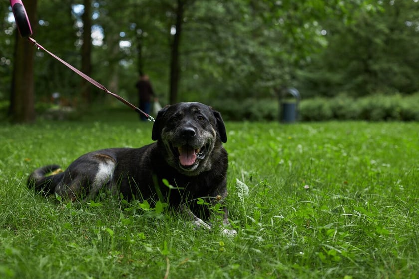 Park Strachowicki kusi spokojem i pięknymi stawami