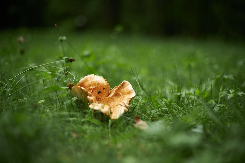 Park Strachowicki kusi spokojem i pięknymi stawami