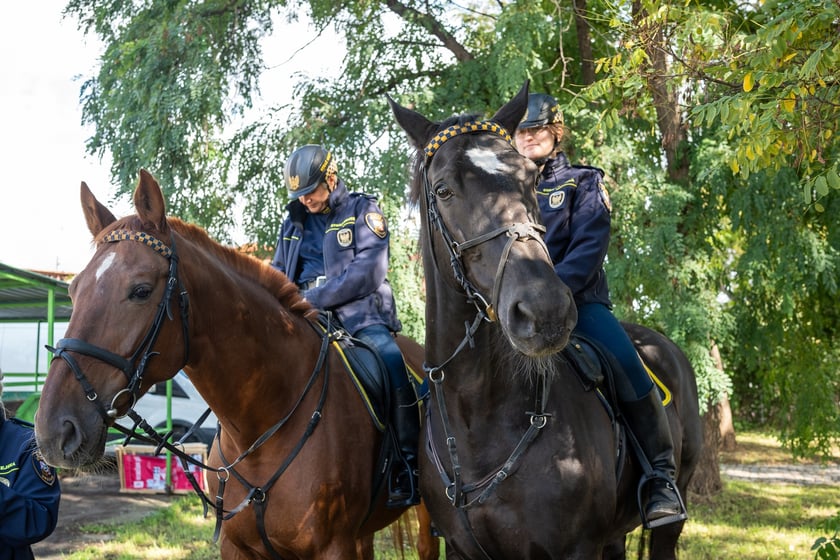ekopiknik Ekosystemu, na zdjęciach uczestnicy, rodziny z dziećmi oraz organizatorzy, stoiska, atrakcje, zabawy