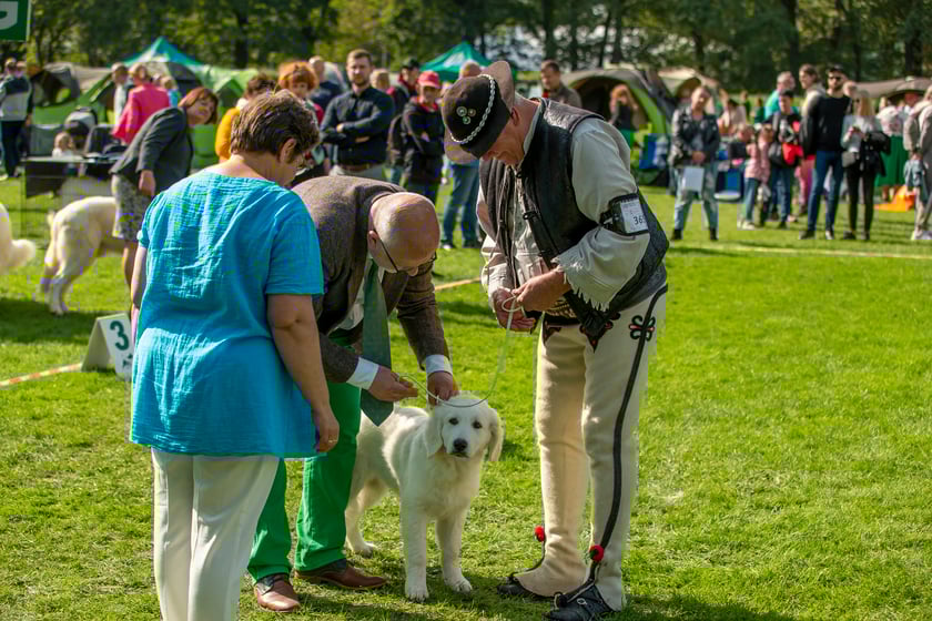Psy, które można zobaczyć przez weekend we Wrocławiu, są zjawiskowo piękne. Na zdjęciu psy, które przyjechały na wystawę na Stadionie Olimpijskim