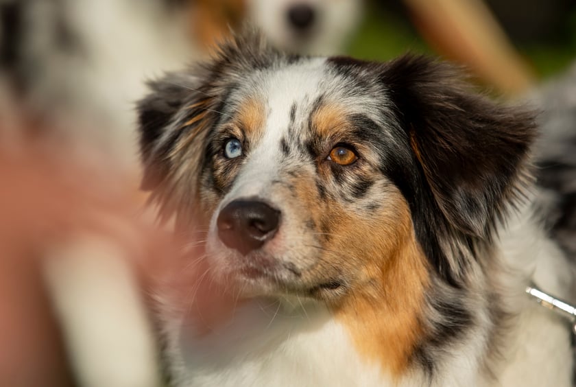 Psy, które można zobaczyć przez weekend we Wrocławiu, są zjawiskowo piękne. Na zdjęciu psy, które przyjechały na wystawę na Stadionie Olimpijskim