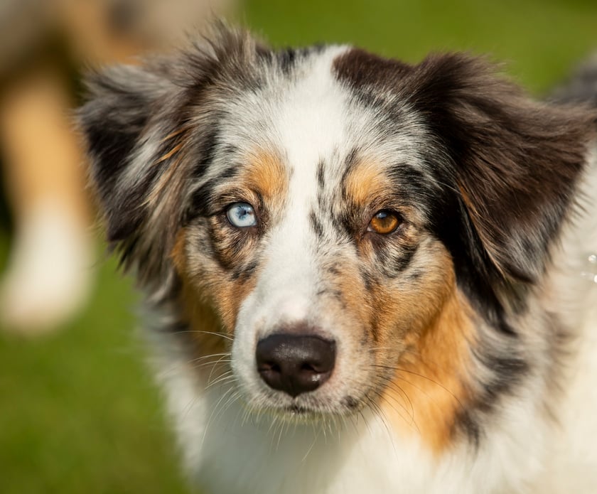Psy, które można zobaczyć przez weekend we Wrocławiu, są zjawiskowo piękne. Na zdjęciu psy, które przyjechały na wystawę na Stadionie Olimpijskim