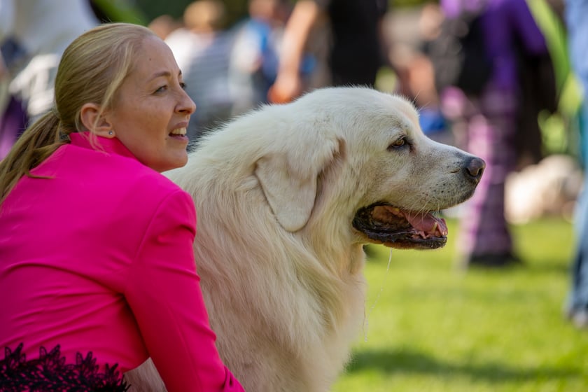 Psy, które można zobaczyć przez weekend we Wrocławiu, są zjawiskowo piękne. Na zdjęciu psy, które przyjechały na wystawę na Stadionie Olimpijskim