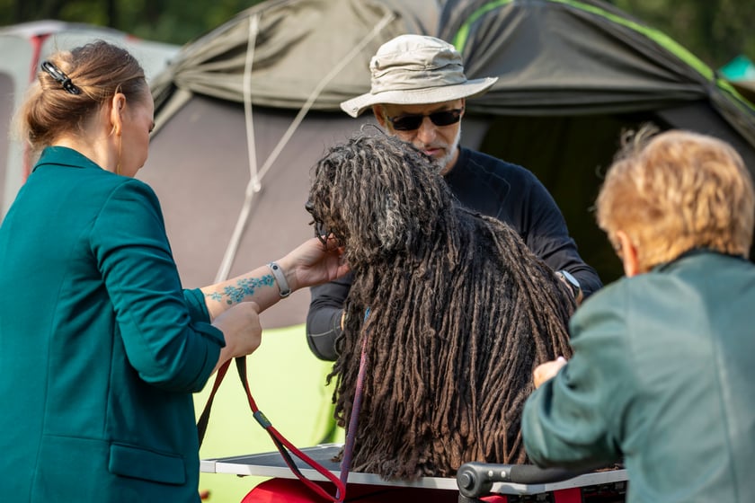 Psy, które można zobaczyć przez weekend we Wrocławiu, są zjawiskowo piękne. Na zdjęciu psy, które przyjechały na wystawę na Stadionie Olimpijskim