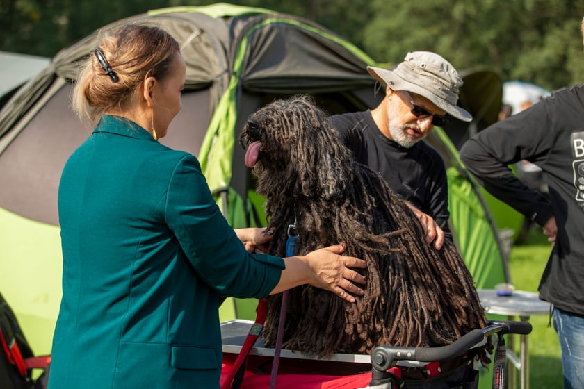 Psy, które można zobaczyć przez weekend we Wrocławiu, są zjawiskowo piękne. Na zdjęciu psy, które przyjechały na wystawę na Stadionie Olimpijskim