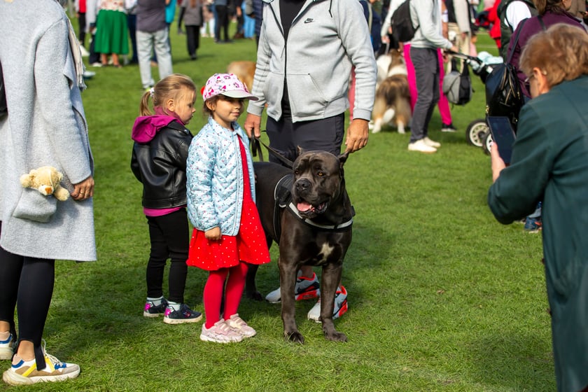Psy, które można zobaczyć przez weekend we Wrocławiu, są zjawiskowo piękne. Na zdjęciu psy, które przyjechały na wystawę na Stadionie Olimpijskim