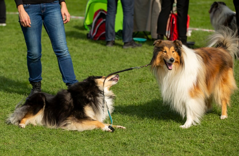 Psy, które można zobaczyć przez weekend we Wrocławiu, są zjawiskowo piękne. Na zdjęciu psy, które przyjechały na wystawę na Stadionie Olimpijskim