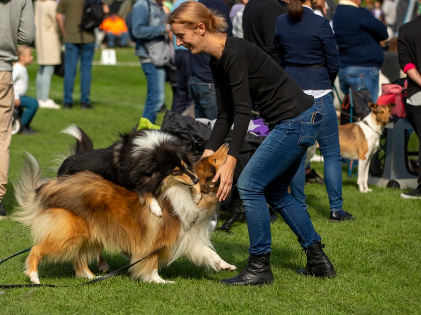 Psy, które można zobaczyć przez weekend we Wrocławiu, są zjawiskowo piękne. Na zdjęciu psy, które przyjechały na wystawę na Stadionie Olimpijskim
