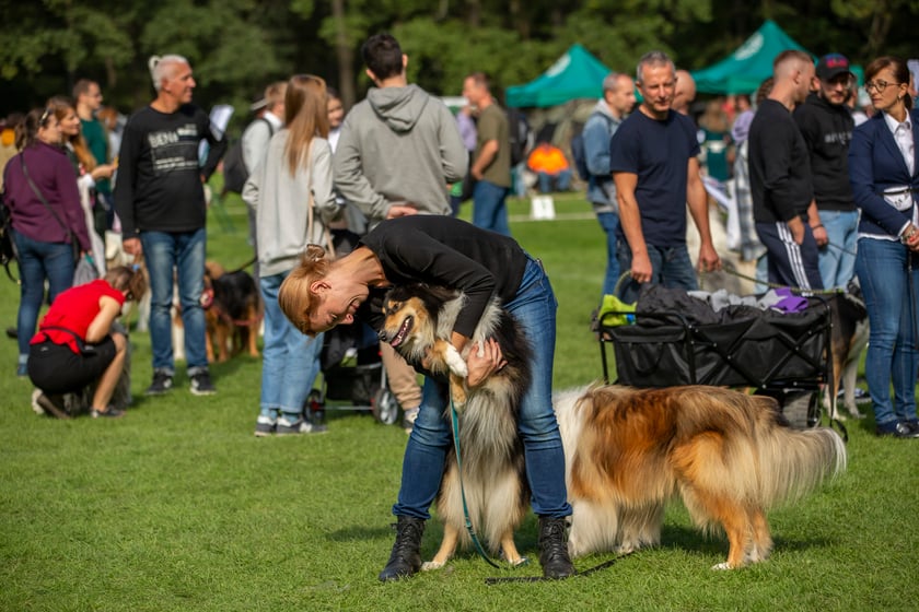 Psy, które można zobaczyć przez weekend we Wrocławiu, są zjawiskowo piękne. Na zdjęciu psy, które przyjechały na wystawę na Stadionie Olimpijskim
