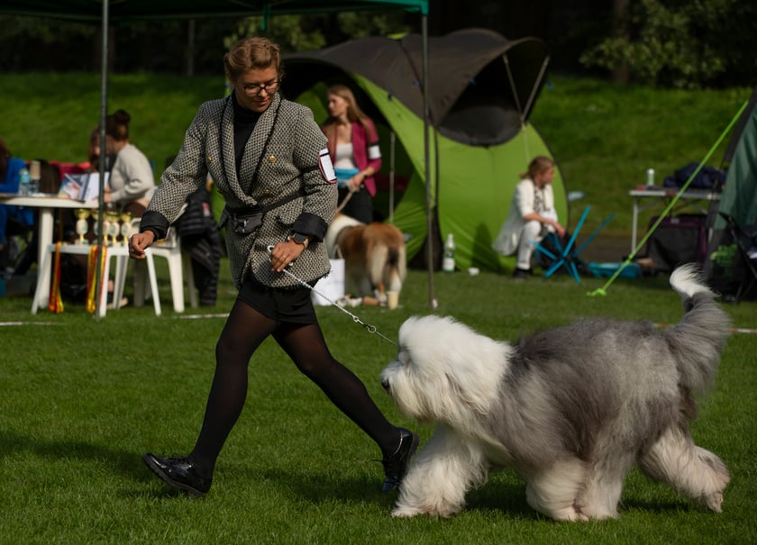 Psy, które można zobaczyć przez weekend we Wrocławiu, są zjawiskowo piękne. Na zdjęciu psy, które przyjechały na wystawę na Stadionie Olimpijskim