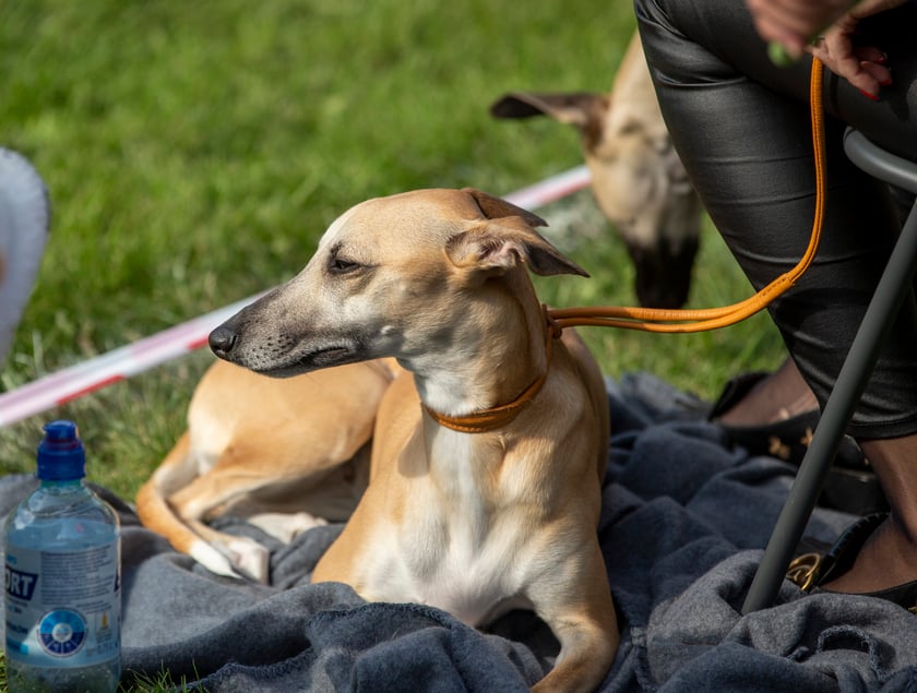Psy, które można zobaczyć przez weekend we Wrocławiu, są zjawiskowo piękne. Na zdjęciu psy, które przyjechały na wystawę na Stadionie Olimpijskim