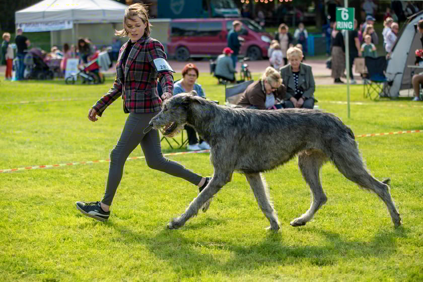 Psy, które można zobaczyć przez weekend we Wrocławiu, są zjawiskowo piękne. Na zdjęciu psy, które przyjechały na wystawę na Stadionie Olimpijskim