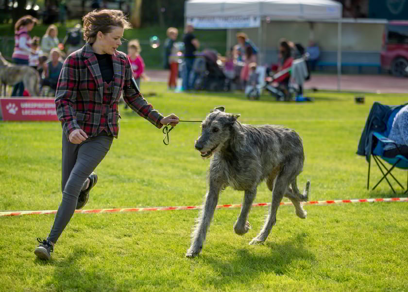 Psy, które można zobaczyć przez weekend we Wrocławiu, są zjawiskowo piękne. Na zdjęciu psy, które przyjechały na wystawę na Stadionie Olimpijskim