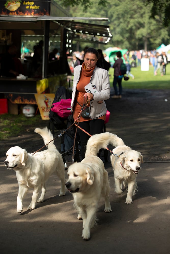 Psy, które można zobaczyć przez weekend we Wrocławiu, są zjawiskowo piękne. Na zdjęciu psy, które przyjechały na wystawę na Stadionie Olimpijskim