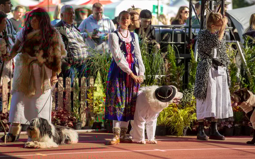 Psy, które można zobaczyć przez weekend we Wrocławiu, są zjawiskowo piękne. Na zdjęciu psy, które przyjechały na wystawę na Stadionie Olimpijskim