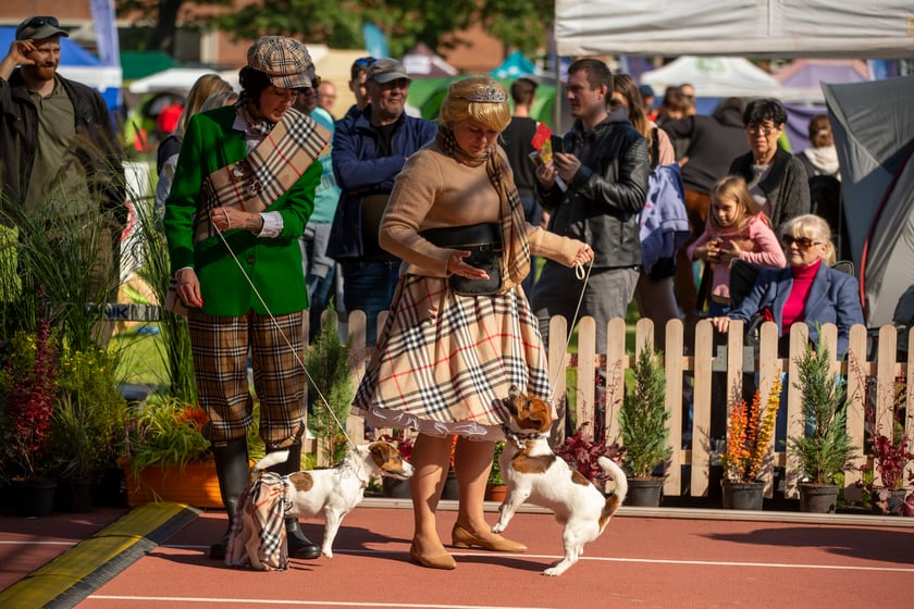 Psy, które można zobaczyć przez weekend we Wrocławiu, są zjawiskowo piękne. Na zdjęciu psy, które przyjechały na wystawę na Stadionie Olimpijskim