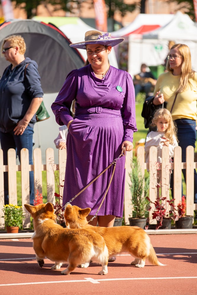 Psy, które można zobaczyć przez weekend we Wrocławiu, są zjawiskowo piękne. Na zdjęciu psy, które przyjechały na wystawę na Stadionie Olimpijskim