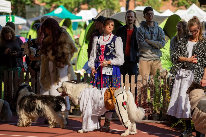 Psy, które można zobaczyć przez weekend we Wrocławiu, są zjawiskowo piękne. Na zdjęciu psy, które przyjechały na wystawę na Stadionie Olimpijskim