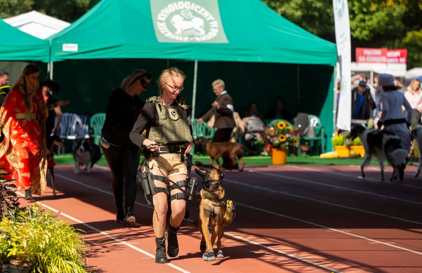Psy, które można zobaczyć przez weekend we Wrocławiu, są zjawiskowo piękne. Na zdjęciu psy, które przyjechały na wystawę na Stadionie Olimpijskim