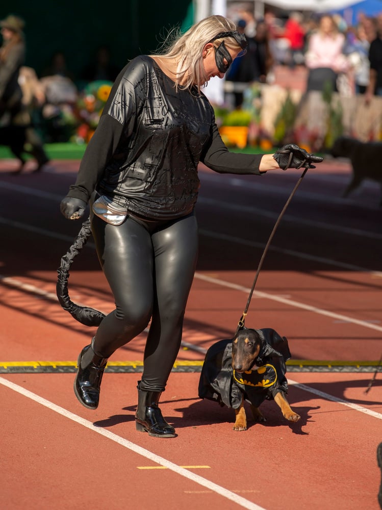 Psy, które można zobaczyć przez weekend we Wrocławiu, są zjawiskowo piękne. Na zdjęciu psy, które przyjechały na wystawę na Stadionie Olimpijskim