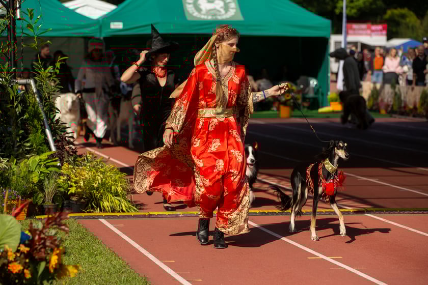 Psy, które można zobaczyć przez weekend we Wrocławiu, są zjawiskowo piękne. Na zdjęciu psy, które przyjechały na wystawę na Stadionie Olimpijskim