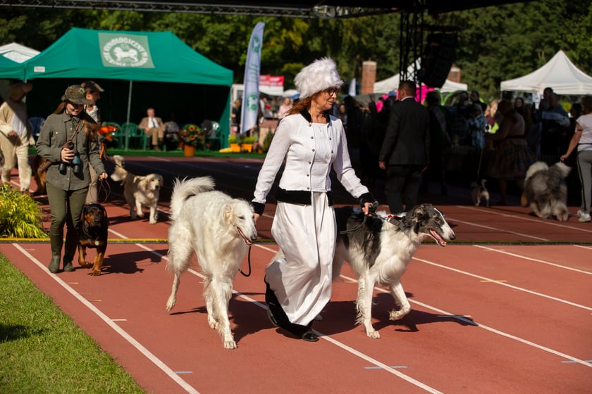 Psy, które można zobaczyć przez weekend we Wrocławiu, są zjawiskowo piękne. Na zdjęciu psy, które przyjechały na wystawę na Stadionie Olimpijskim