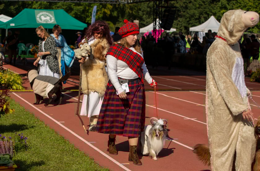 Psy, które można zobaczyć przez weekend we Wrocławiu, są zjawiskowo piękne. Na zdjęciu psy, które przyjechały na wystawę na Stadionie Olimpijskim
