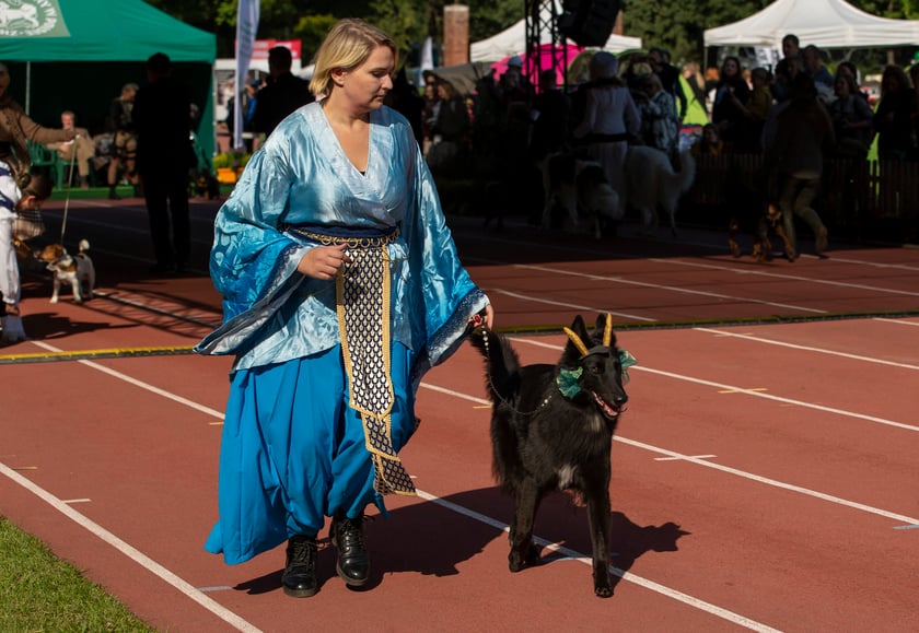 Psy, które można zobaczyć przez weekend we Wrocławiu, są zjawiskowo piękne. Na zdjęciu psy, które przyjechały na wystawę na Stadionie Olimpijskim
