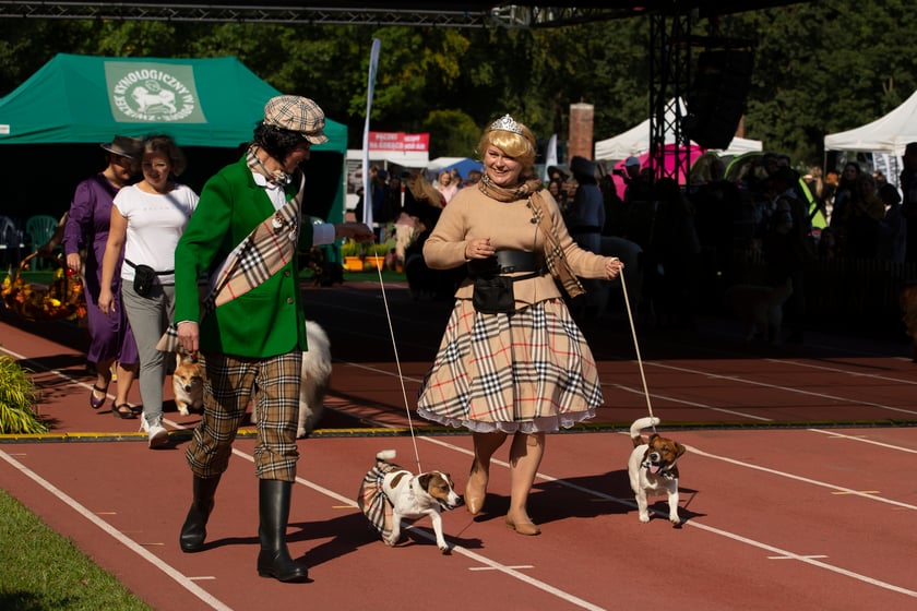 Psy, które można zobaczyć przez weekend we Wrocławiu, są zjawiskowo piękne. Na zdjęciu psy, które przyjechały na wystawę na Stadionie Olimpijskim