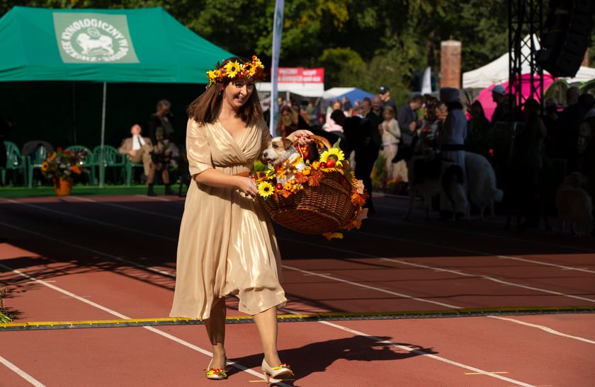 Psy, które można zobaczyć przez weekend we Wrocławiu, są zjawiskowo piękne. Na zdjęciu psy, które przyjechały na wystawę na Stadionie Olimpijskim