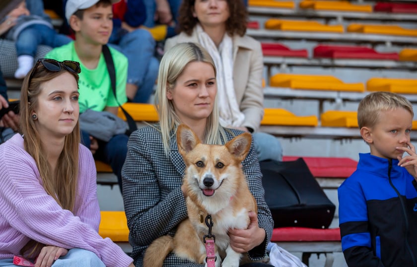 Psy, które można zobaczyć przez weekend we Wrocławiu, są zjawiskowo piękne. Na zdjęciu psy, które przyjechały na wystawę na Stadionie Olimpijskim