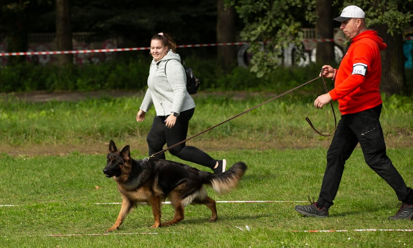 Psy, które można zobaczyć przez weekend we Wrocławiu, są zjawiskowo piękne. Na zdjęciu psy, które przyjechały na wystawę na Stadionie Olimpijskim
