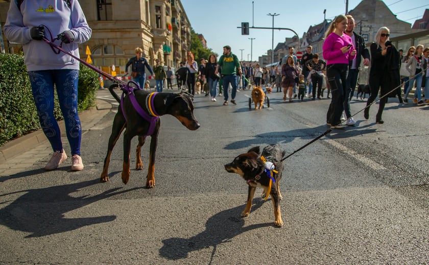 Parada psów przeszła dzisiaj (25 września) ulicami Wrocławia