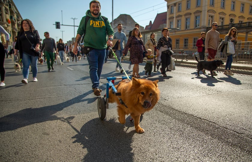 Parada psów przeszła dzisiaj (25 września) ulicami Wrocławia