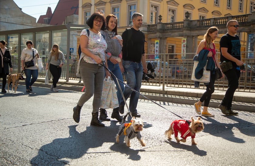 Parada psów przeszła dzisiaj (25 września) ulicami Wrocławia