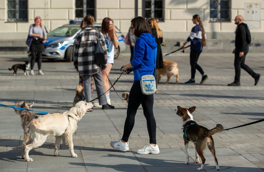 Parada psów przeszła dzisiaj (25 września) ulicami Wrocławia