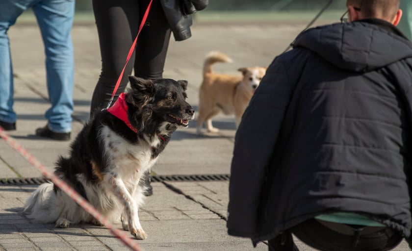 Parada psów przeszła dzisiaj (25 września) ulicami Wrocławia