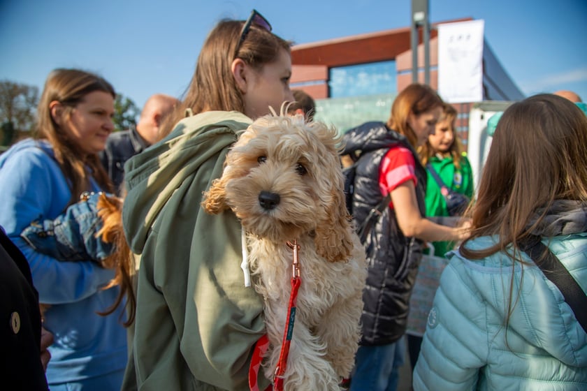 Parada psów przeszła dzisiaj (25 września) ulicami Wrocławia